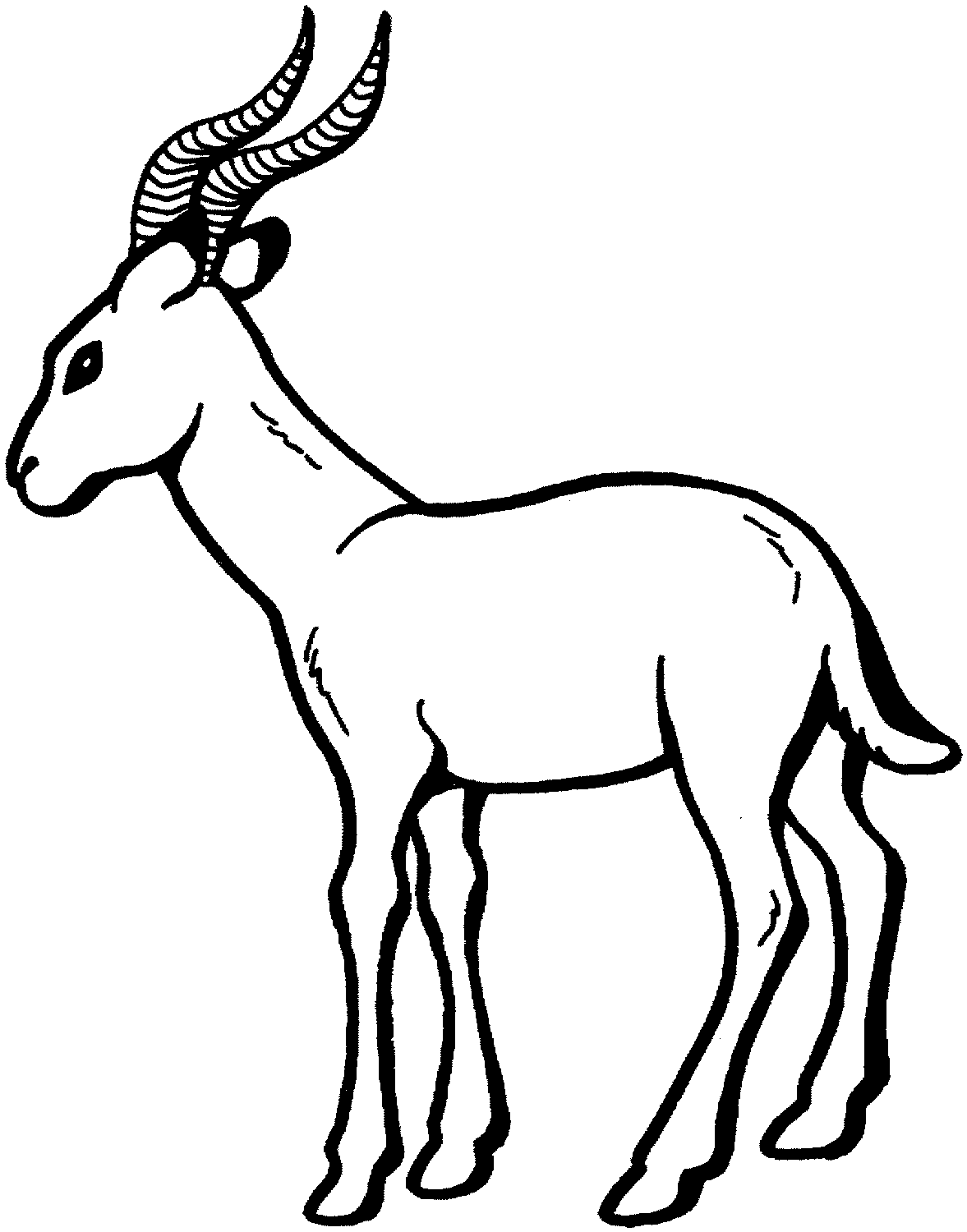 Antylopa, gazela, gnu kolorowanki